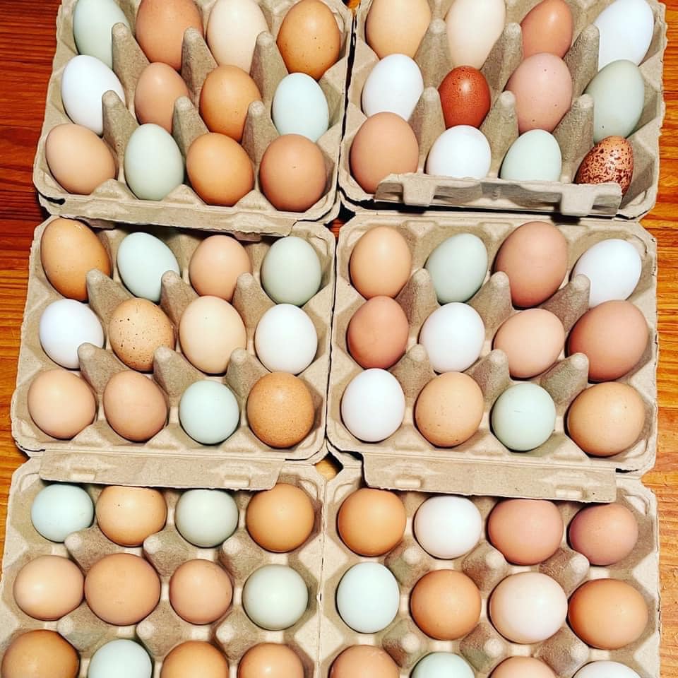 Pasture-Raised Eggs
